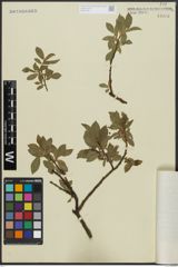 Foto von Salix alpina Scop. x Salix silesiaca Willd.